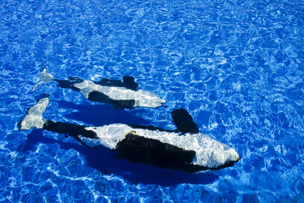 California San Diego Sea World Killer Whale (Orca Orcinus) Canvas Art - Dave Fleetham Design Pics (17 x 11)