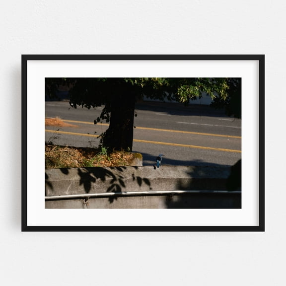 California Scrub Jay Movin' In - Portland Oregon Photography Bird Nature Wildlife Scenic Summer Black Framed Wall Art Print 24 x 36 inches