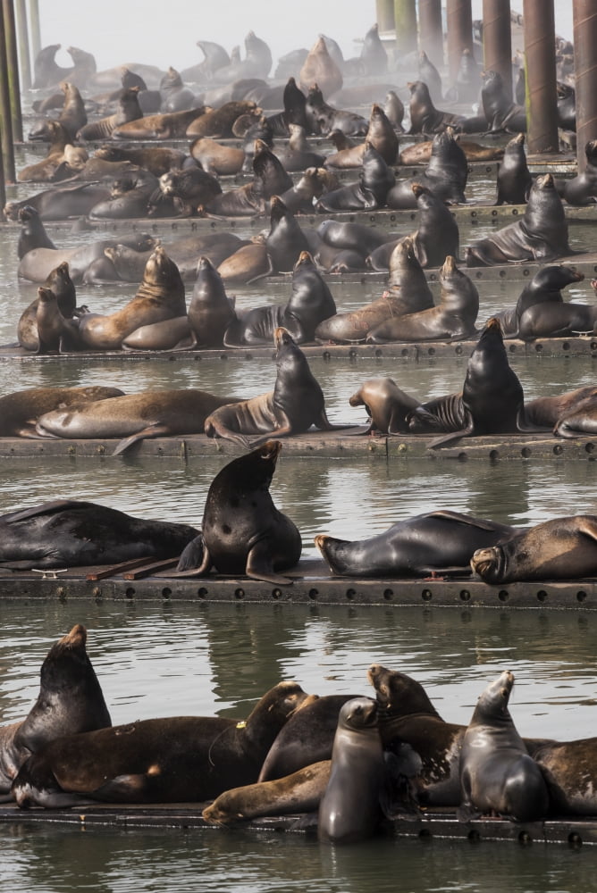 California Sea Lions (Zalophus californianus)) haul out on the docks Astoria Oregon United States of America Canvas Art - Robert L Potts Design Pics (12 x 19)