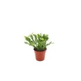 thumbnail image 1 of California Tropicals 4" Light Pink Christmas Cactus Live Plants in 4" Pots, 1 of 1