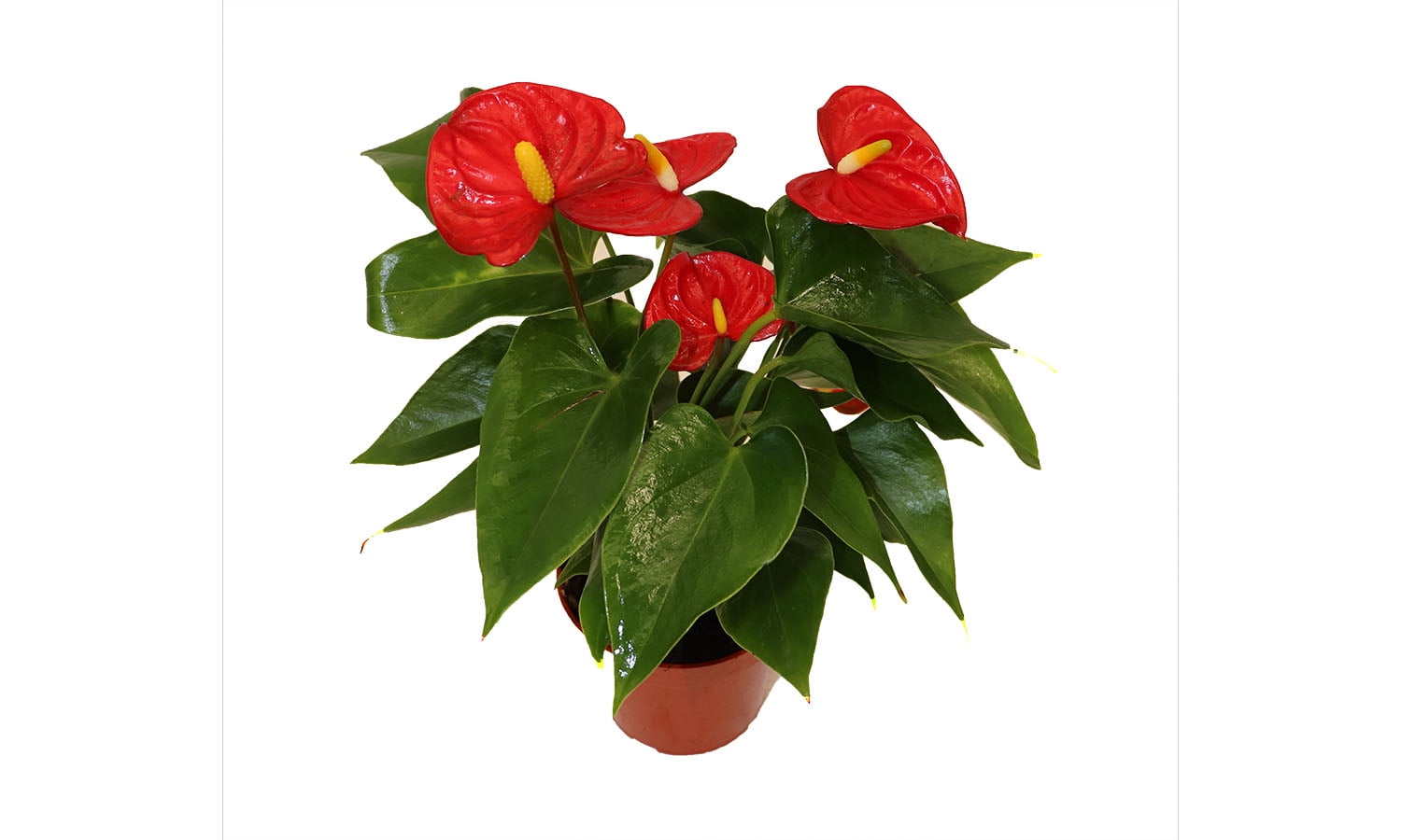 California Tropicals Anthurium Red Live House Plants Indoor, 4 Inch