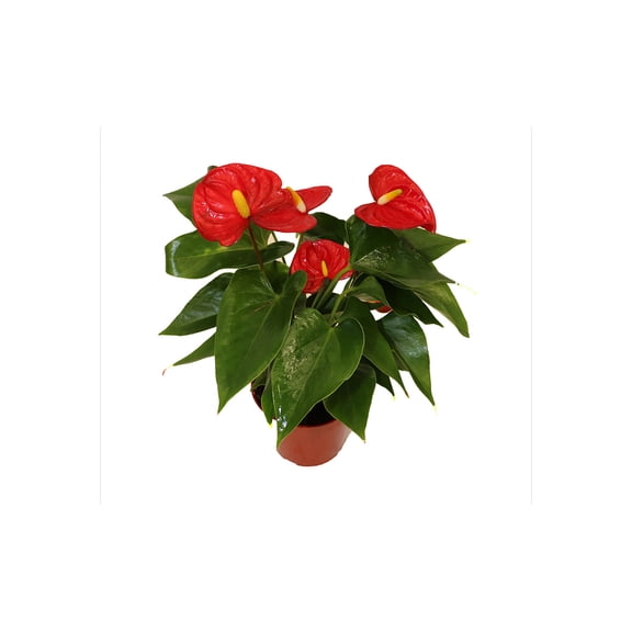California Tropicals Anthurium Red - Live House Plants Indoor, 4 Inch Pot for Easy Care, Perfect for Office, Home & Flamingo Decor, Real Plant, Plant Gift, Flowering Plants, Sympathy Flowers