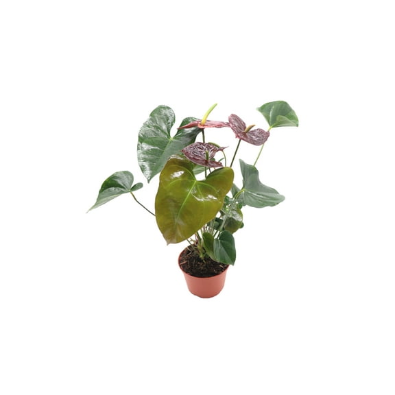 California Tropicals Anthurium Sempre Live Plant in 6" Pot, Burgundy/Brown