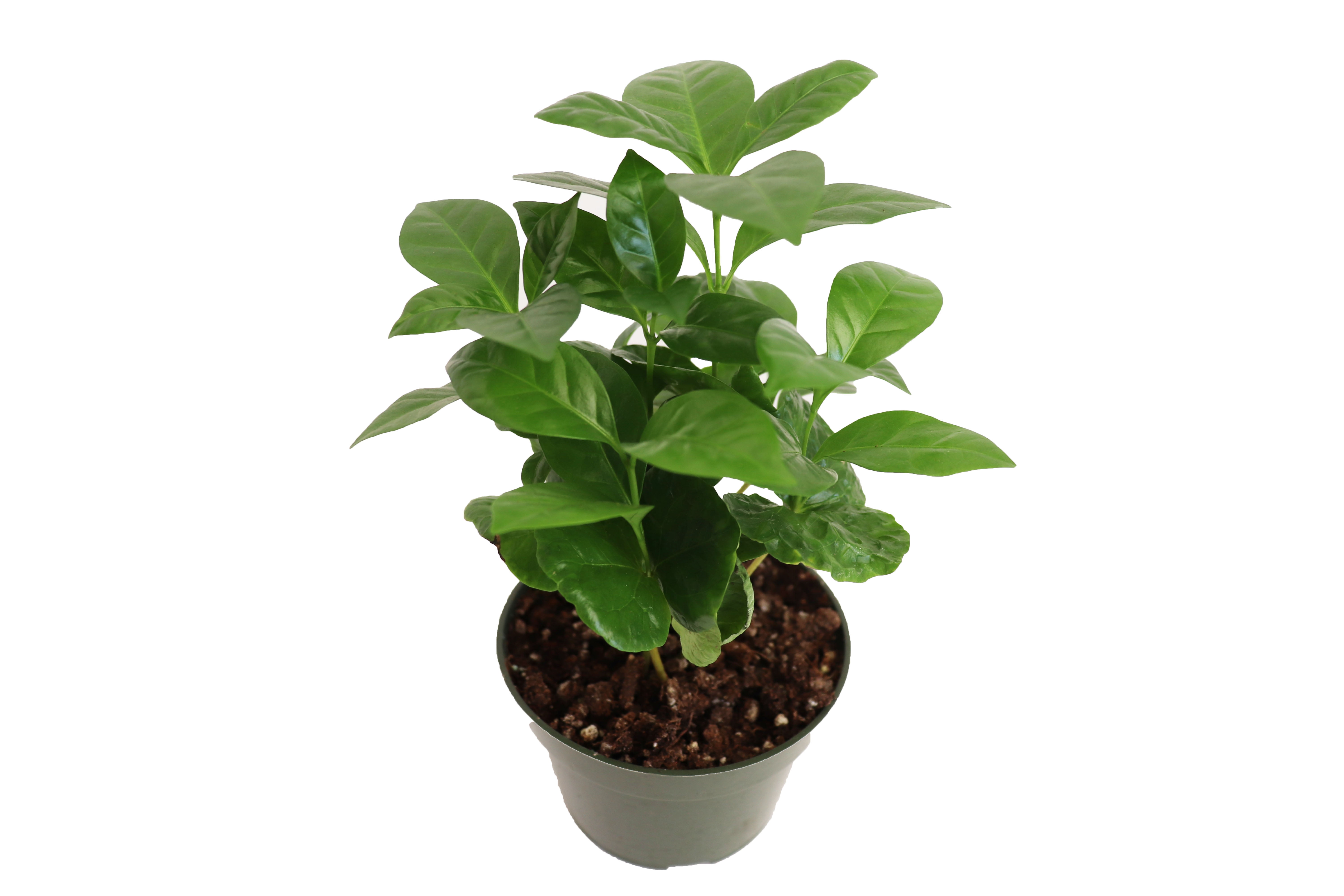 California Tropicals Arabica Coffee Plant 4" Live Plants in 4" Pots, Gift  for Coffee Lovers - Walmart.com