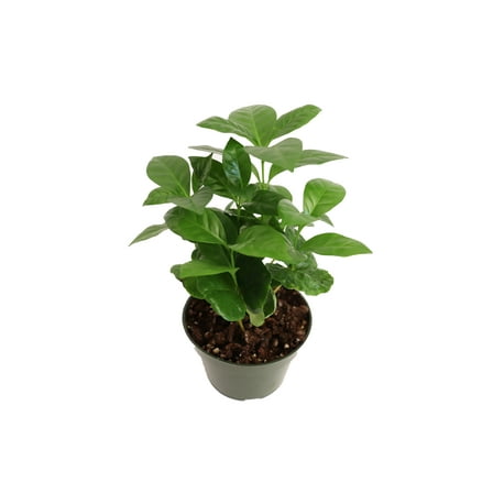 California Tropicals Arabica Coffee Plant 4" Live Plants in 4" Pots, Gift for Coffee Lovers