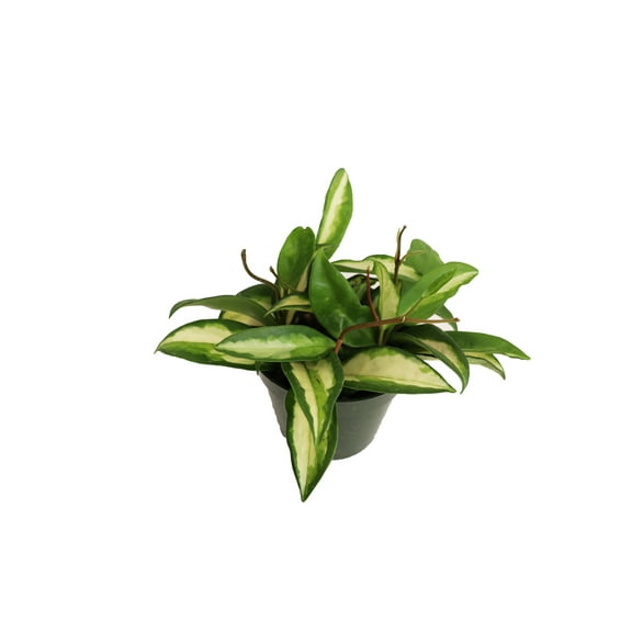 California Tropicals Hoya Crimson Princess Live Plant in 4" Pot