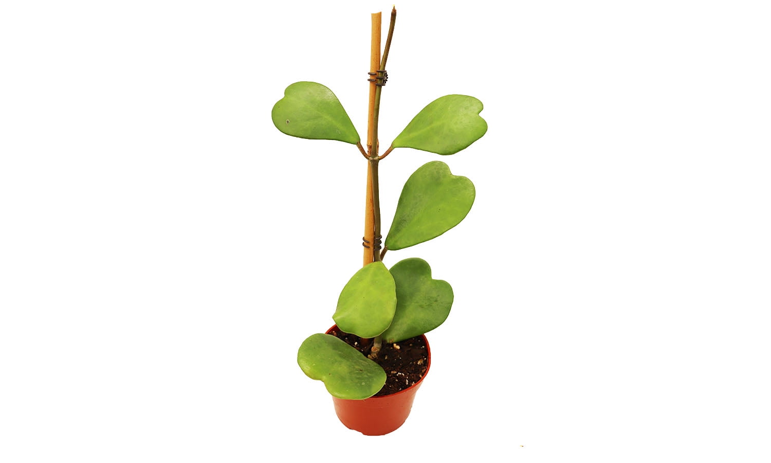 California Tropicals Hoya Kerrii Tall HeartShaped Live Houseplant