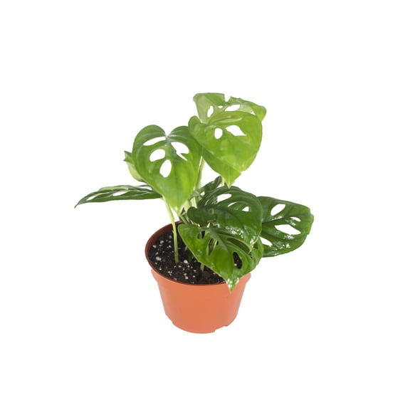 California Tropicals Monstera Adansonii in 4" Pot