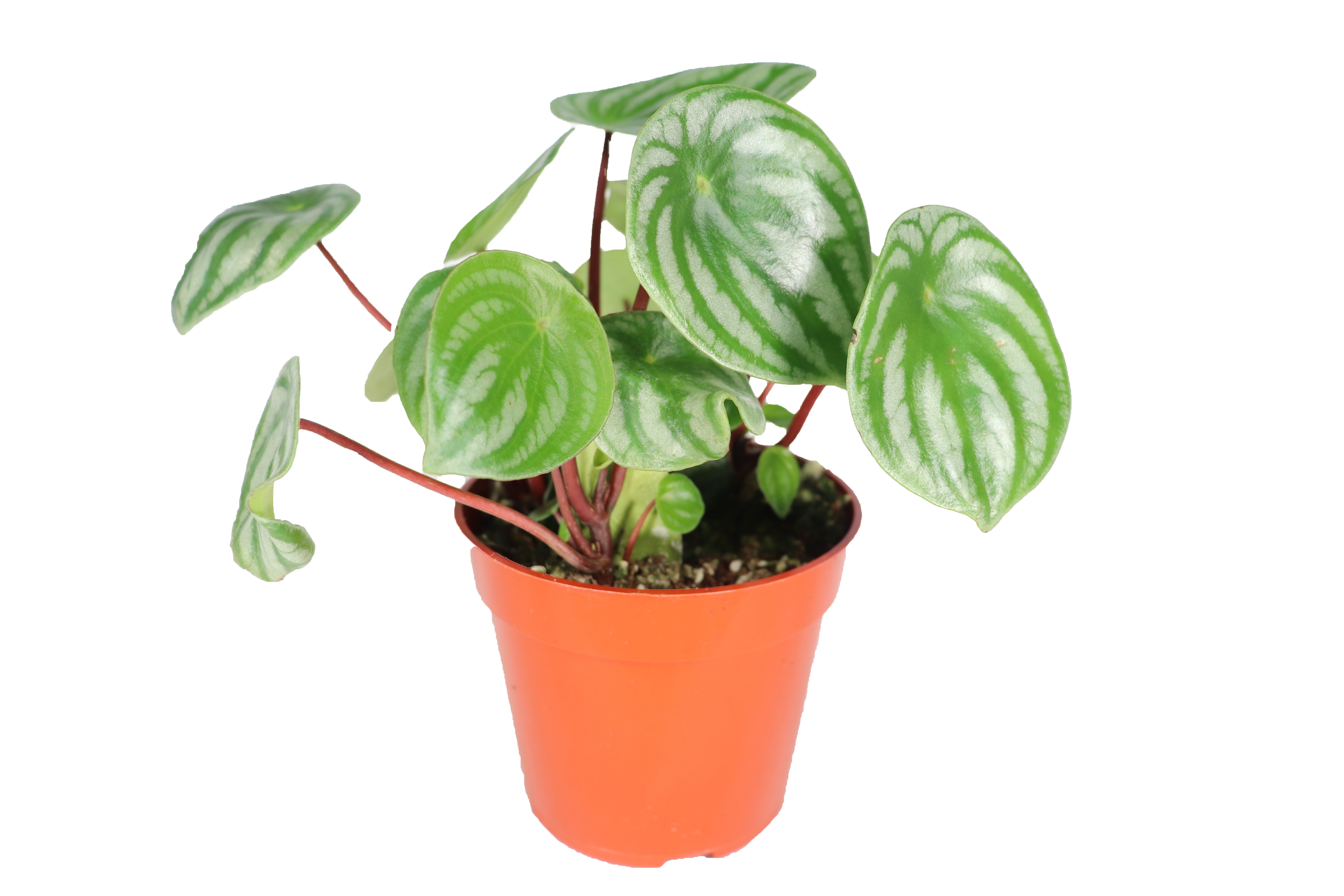 Watermelon Peperomia Plant - Thumbnail 3