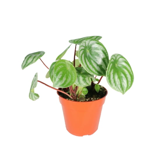 California Tropicals Real Watermelon Peperomia Plant - 4'' Mini Houseplant, Small Indoor Plant, Easy Live Potted Plant, Cool Air Purifying Plant, Tiny Garden Plant, Tropical Plant, Unique Office Plant