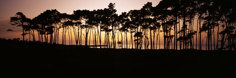 California View Of Spanish Bay From Seventeen Mile Drive Line Of Trees On Shoreline Silhouetted At Sunset Canvas Art - Bill Schildge Design Pics (29 x 9)