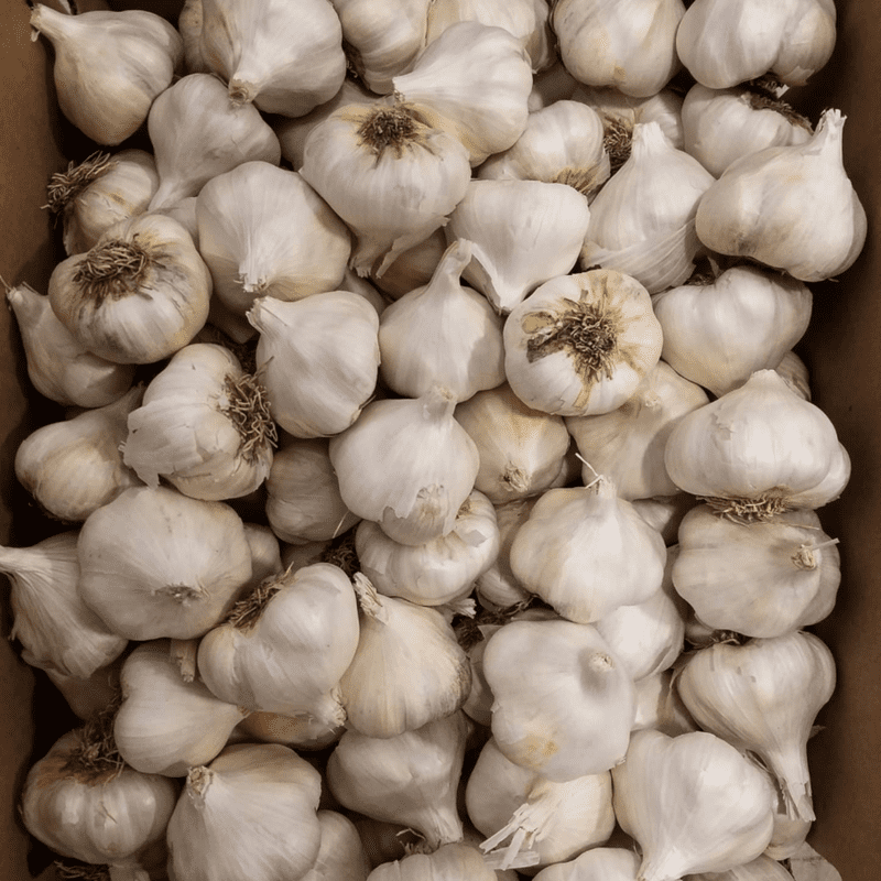 California White Softneck Garlic Bulbs, 0.5 Pound, Garden-Ready Cloves for Planting Indoors or Outdoors