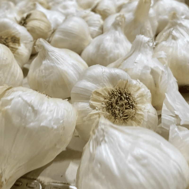 California White Softneck Garlic Bulbs, 0.5lbs for Reliable Growth in ...