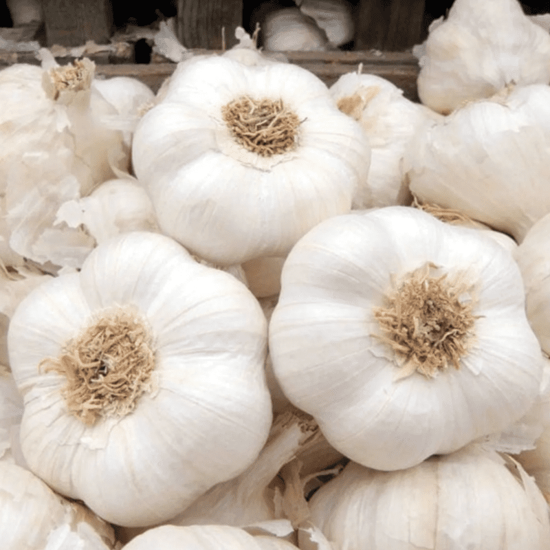 California White Softneck Garlic Bulbs 1lbs, Ready to Grow Garlic Cloves for Indoor Containers and Outdoor Beds