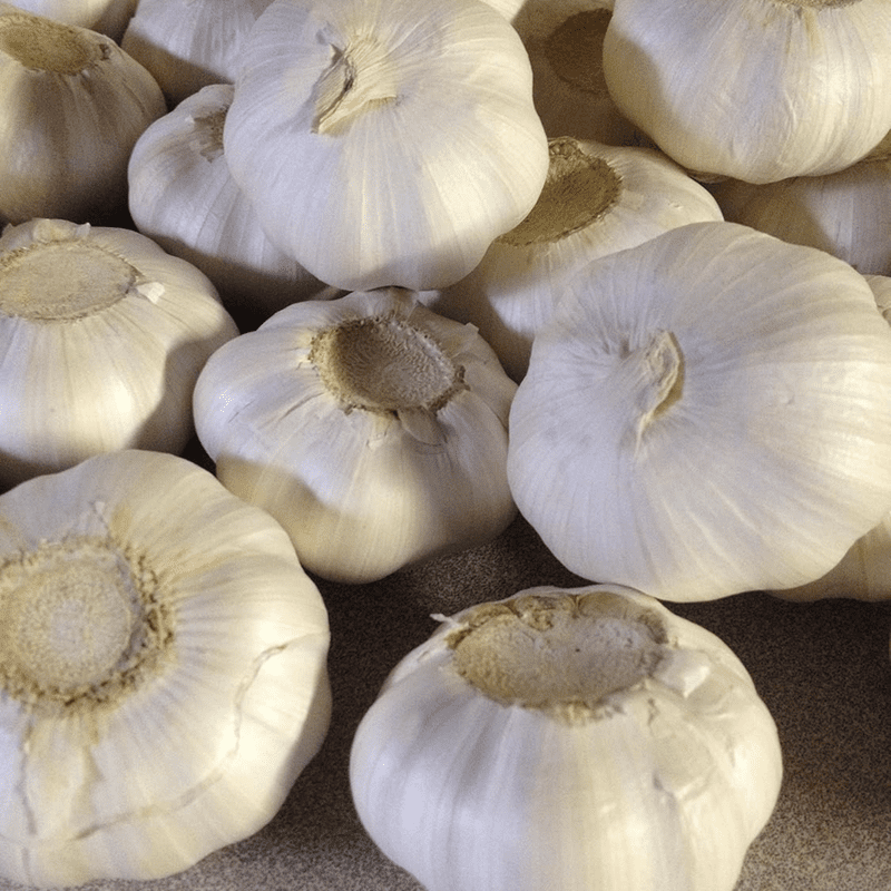 California White Softneck Garlic Bulbs for Planting, White Garlic Cloves for Indoor or Outdoor Growing, Fresh 1 lb Pack