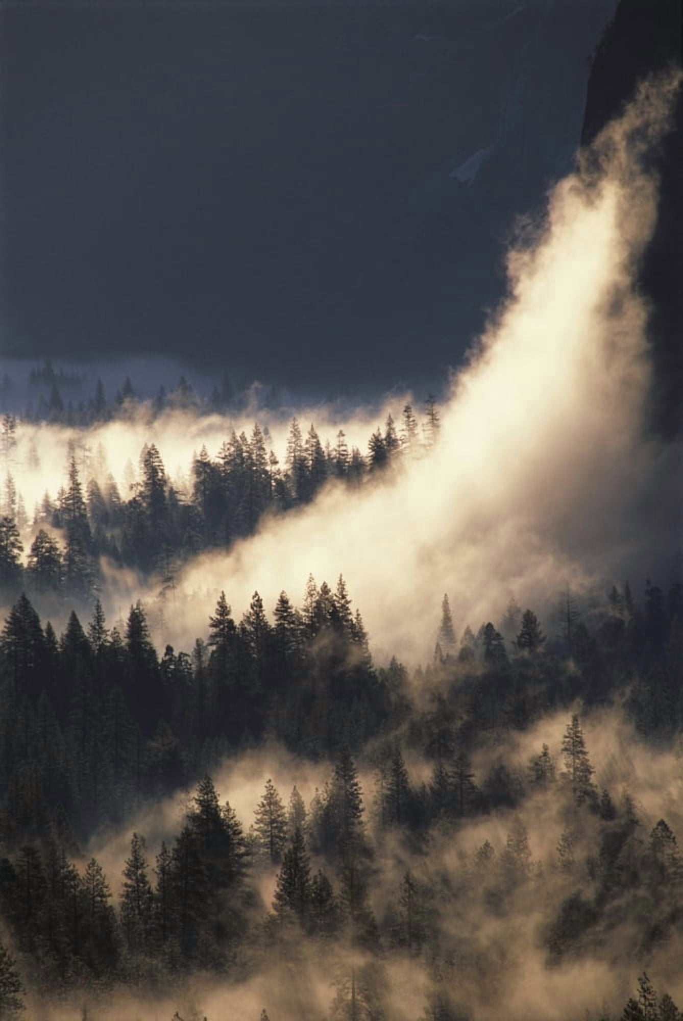 California Yosemite National Park Ground Fog And Pine Trees In Yosemite Valley Canvas Art - Greg Vaughn Design Pics (12 x 19)