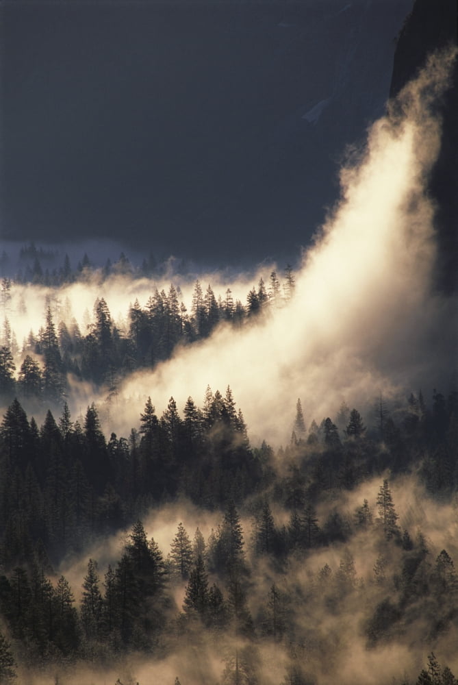 California Yosemite National Park Ground Fog And Pine Trees In Yosemite Valley Canvas Art - Greg Vaughn Design Pics (24 x 38)