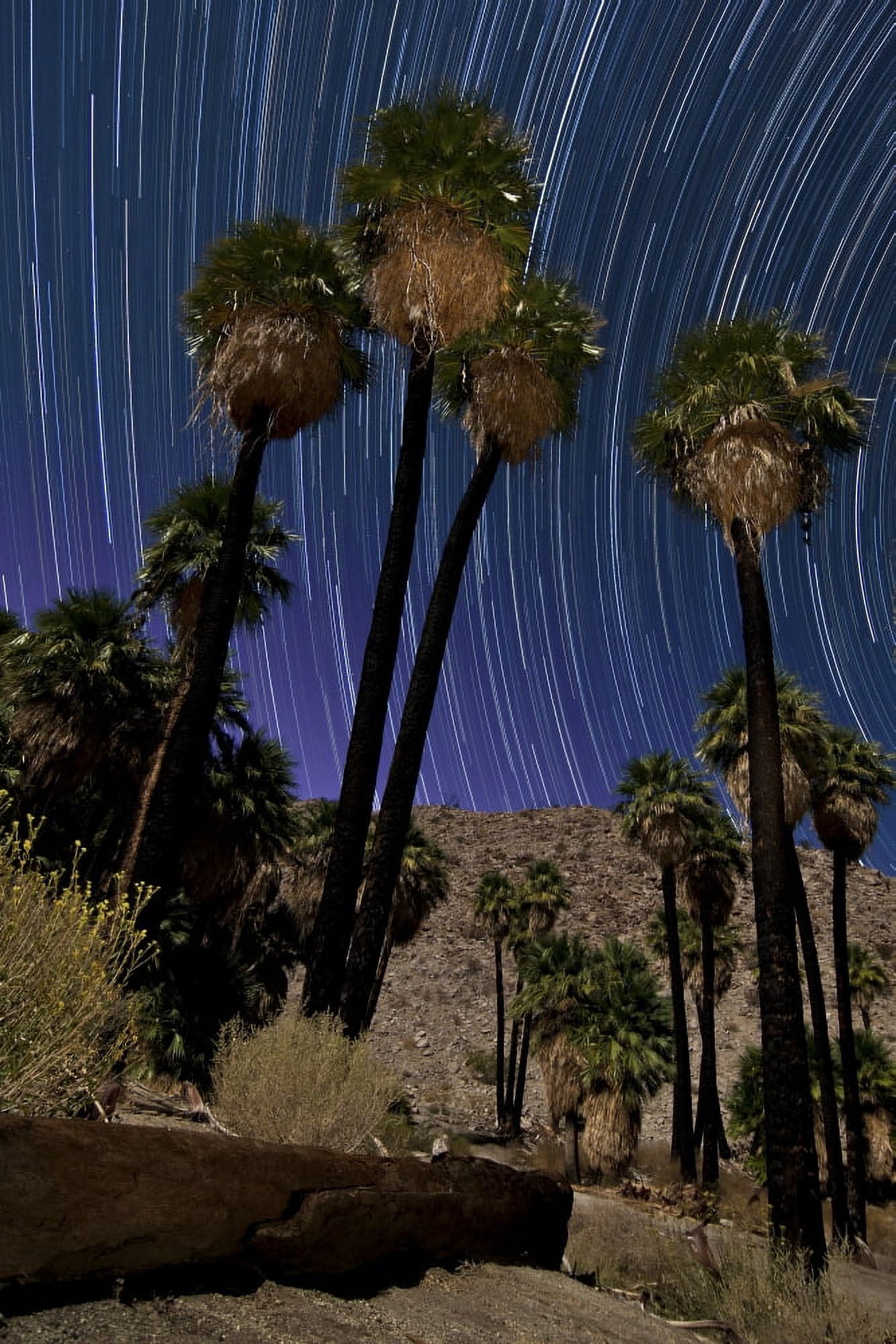 California fan palms and a backdrop of star trails in Anza Borrego Desert State Park Canvas Art - Dan BarrStocktrek Images (12 x 18)