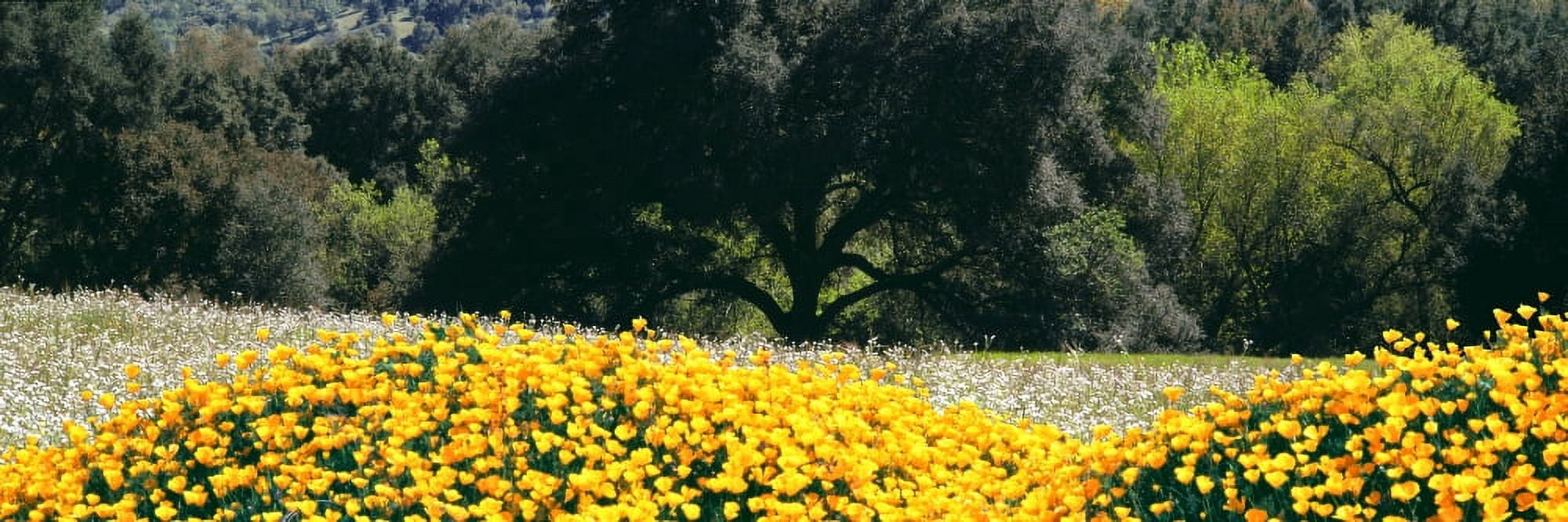 California golden poppies (Eschscholzia californica) and Oak woodland along Highway 79 between Santa Ysabel and Warner Springs California USA Canvas Art - Panoramic Images (36 x 12)