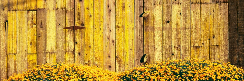 California golden poppies (Eschscholzia californica) in front of weathered wooden barn Gaviota Santa Barbara County California USA Canvas Art - Panoramic Images (36 x 12)