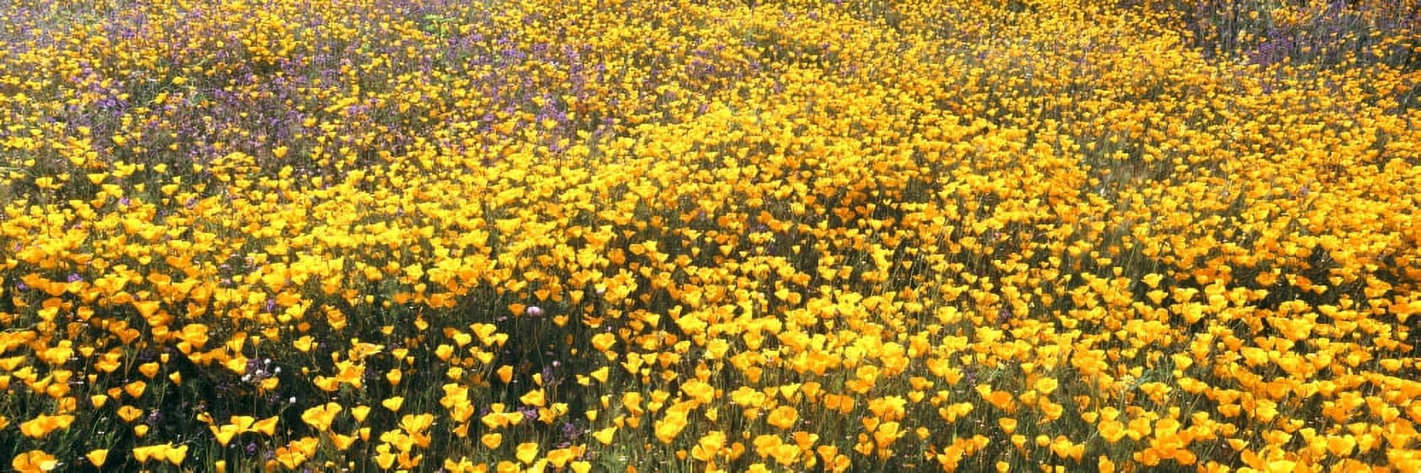 California golden poppies (Eschscholzia californica) in bloom Rattlesnake Canyon Ramona California USA Canvas Art - Panoramic Images (36 x 12)