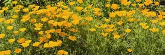 California poppies (Eschscholzia californica) in bloom Canvas Art - Panoramic Images (36 x 12)