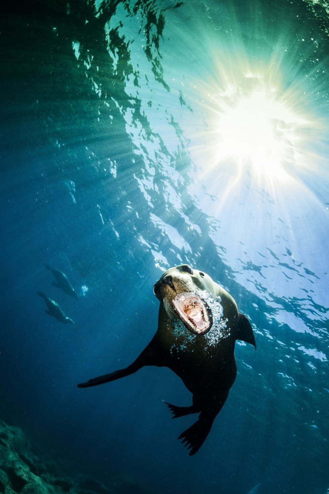 California sea lion La Paz Mexico Canvas Art - Todd WinnerStocktrek Images (12 x 18)