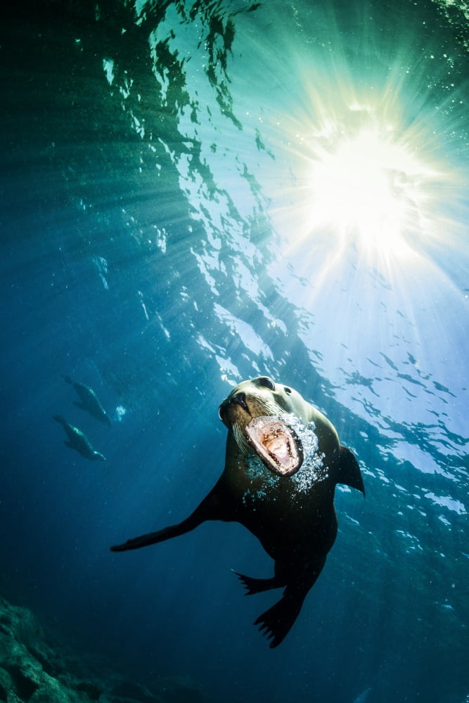 California sea lion La Paz Mexico Canvas Art - Todd WinnerStocktrek Images (23 x 35)