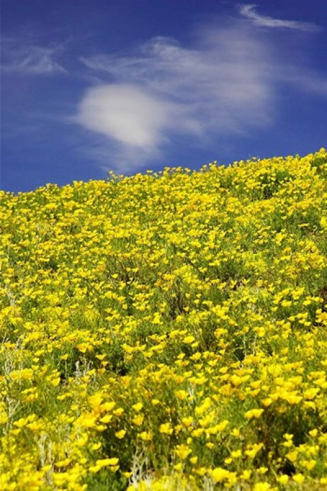 Californian Poppies Central Otago South Island New Zealand Canvas Art - David Wall DanitaDelimont (11 x 17)