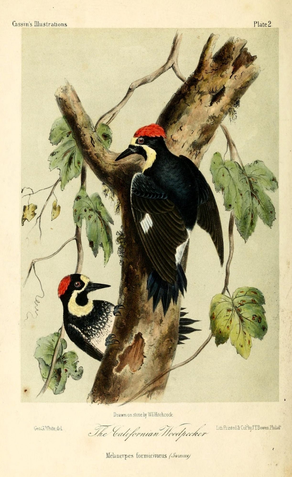 Californian Woodpecker Canvas Art - WE Hitchcock (24 x 36)