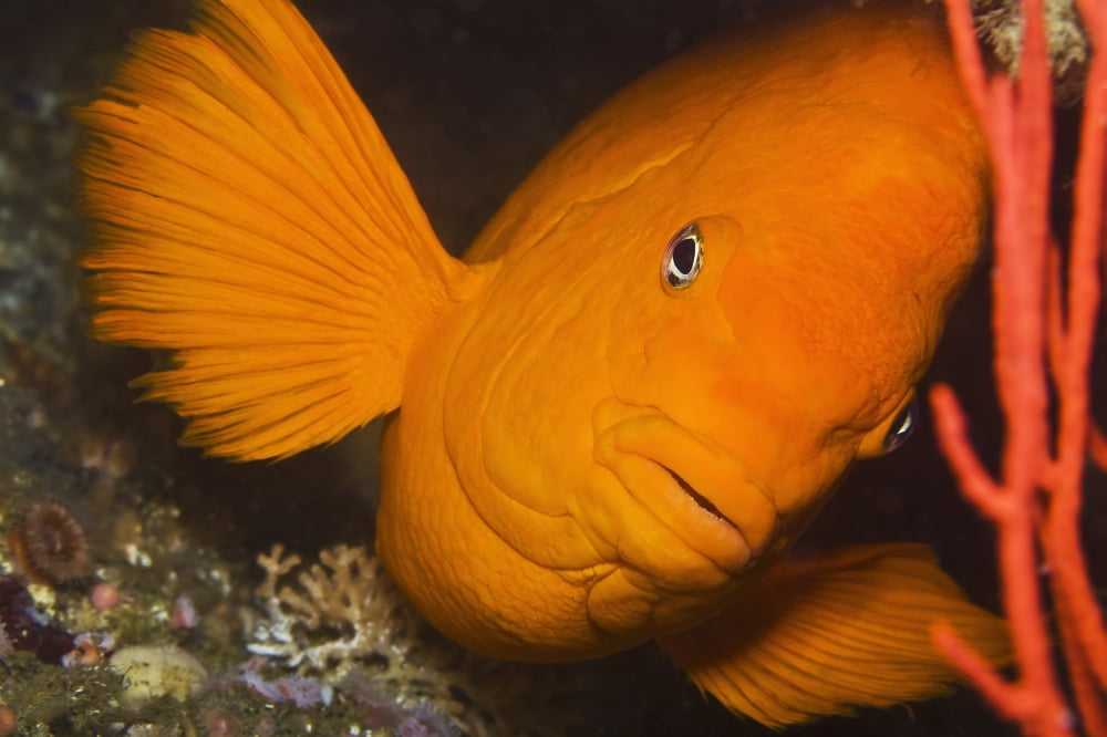 Californias state fish the Garibaldi damselfish (Hypsypops rubicundus) Canvas Art - Mike Raabe Design Pics (19 x 12)