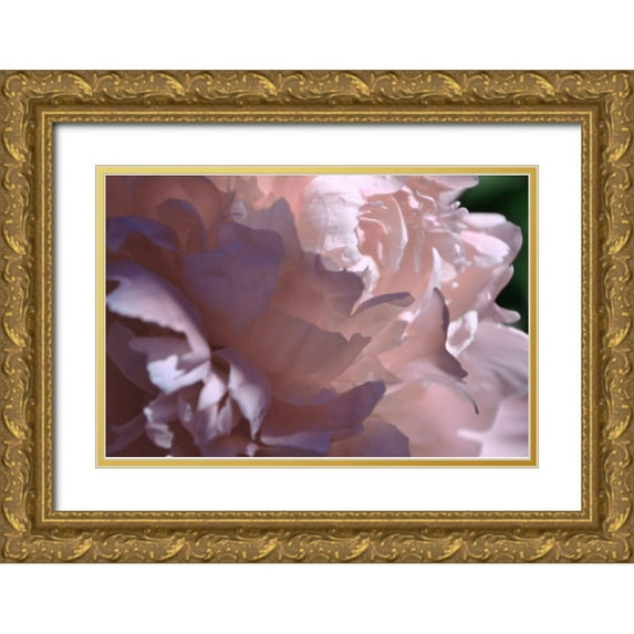 Calkins, Michelle 14x11 Gold Ornate Wood Framed with Double Matting Museum Art Print Titled - Velvet Peony I