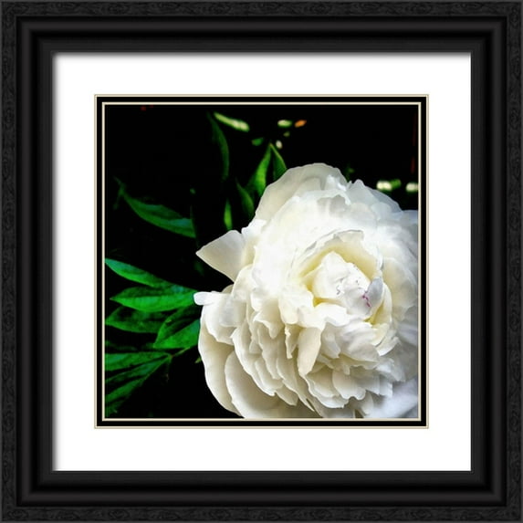 Calkins, Michelle 15x15 Black Ornate Wood Framed with Double Matting Museum Art Print Titled - White Peony