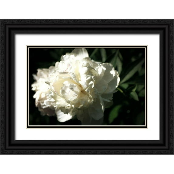 Calkins, Michelle 24x17 Black Ornate Wood Framed with Double Matting Museum Art Print Titled - White Peony In Spring