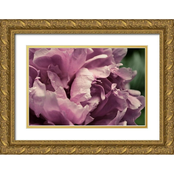 Calkins, Michelle 24x17 Gold Ornate Wood Framed with Double Matting Museum Art Print Titled - Pink Peony In Morning