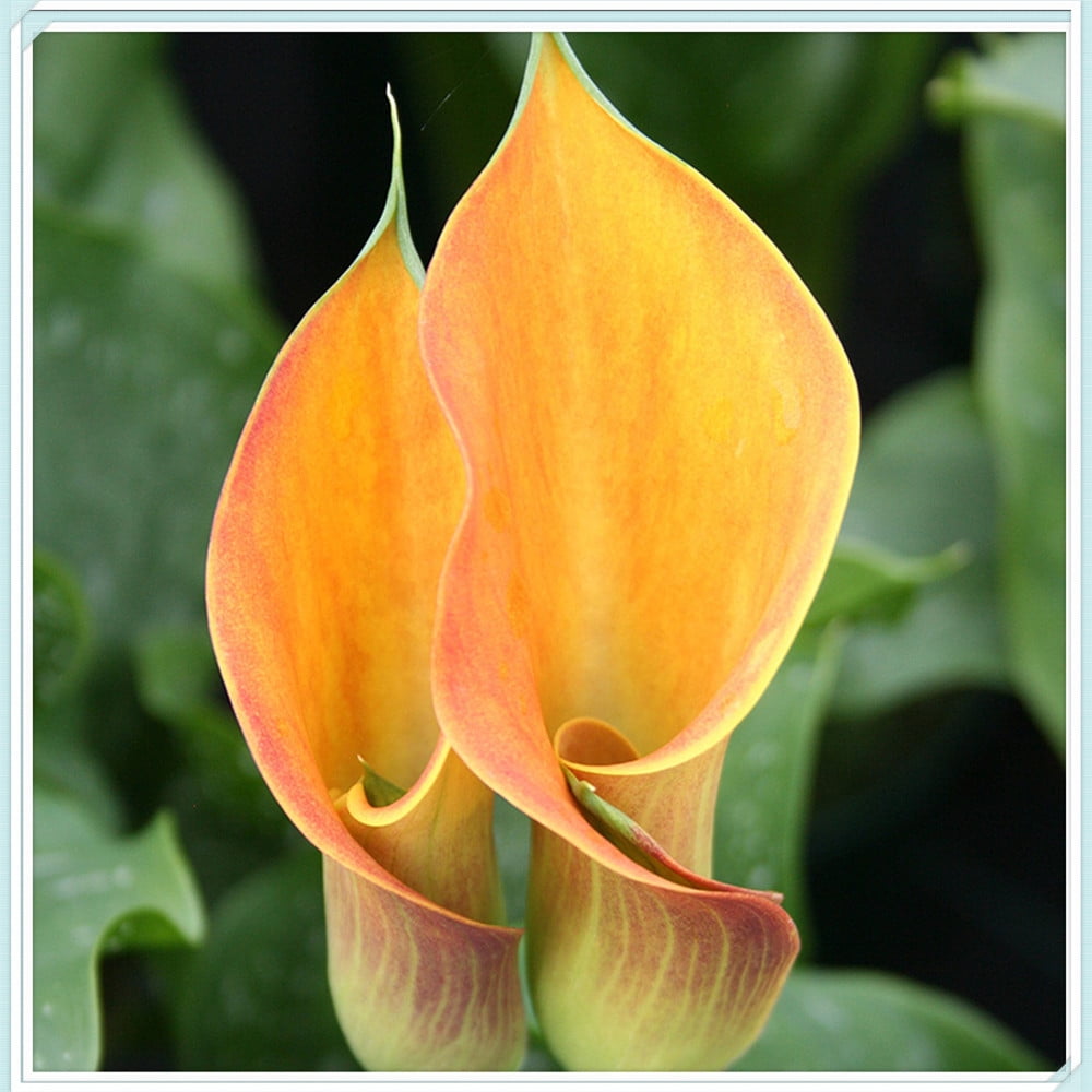 Calla Bulbs for Sale, Cut Flowers,Germinate,Garden Decoration,Suitable for gardeners,Rare