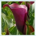 Calla Bulbs for Sale,Germinate, Cut Flowers,Garden Decoration,Suitable for gardeners,Rare