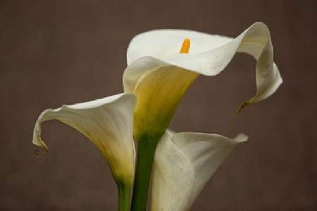 Calla Elegance II Canvas Art - Rita Crane (24 x 36)