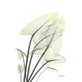 thumbnail image 1 of Calla Leaf In Green Poster Print by Albert Koetsier (9 x 12), 1 of 1