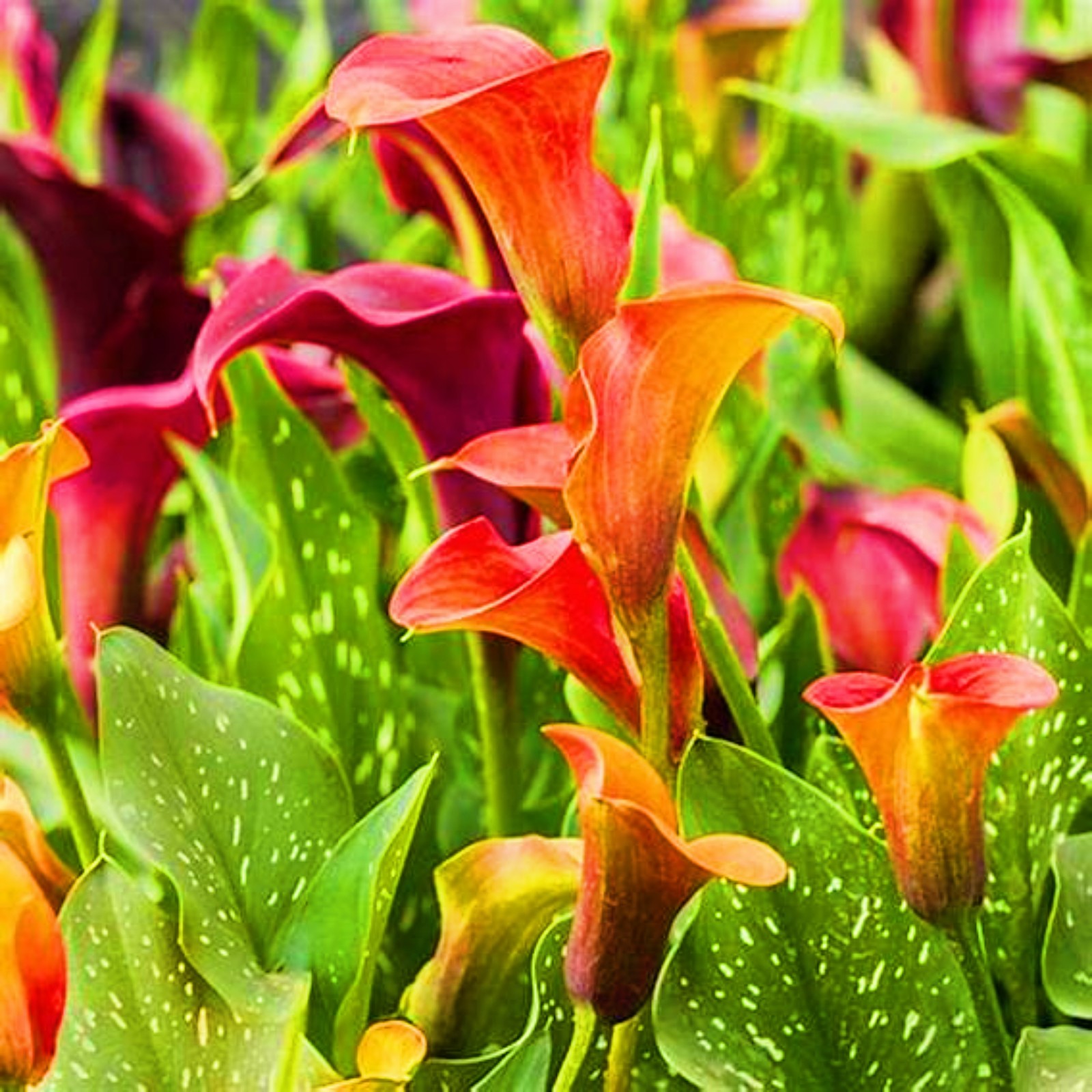 Calla Lilies Bulbs Calla Lily Bulbs Calla Lily Plants Calla Lily Bulbs For Sale Simple Planting