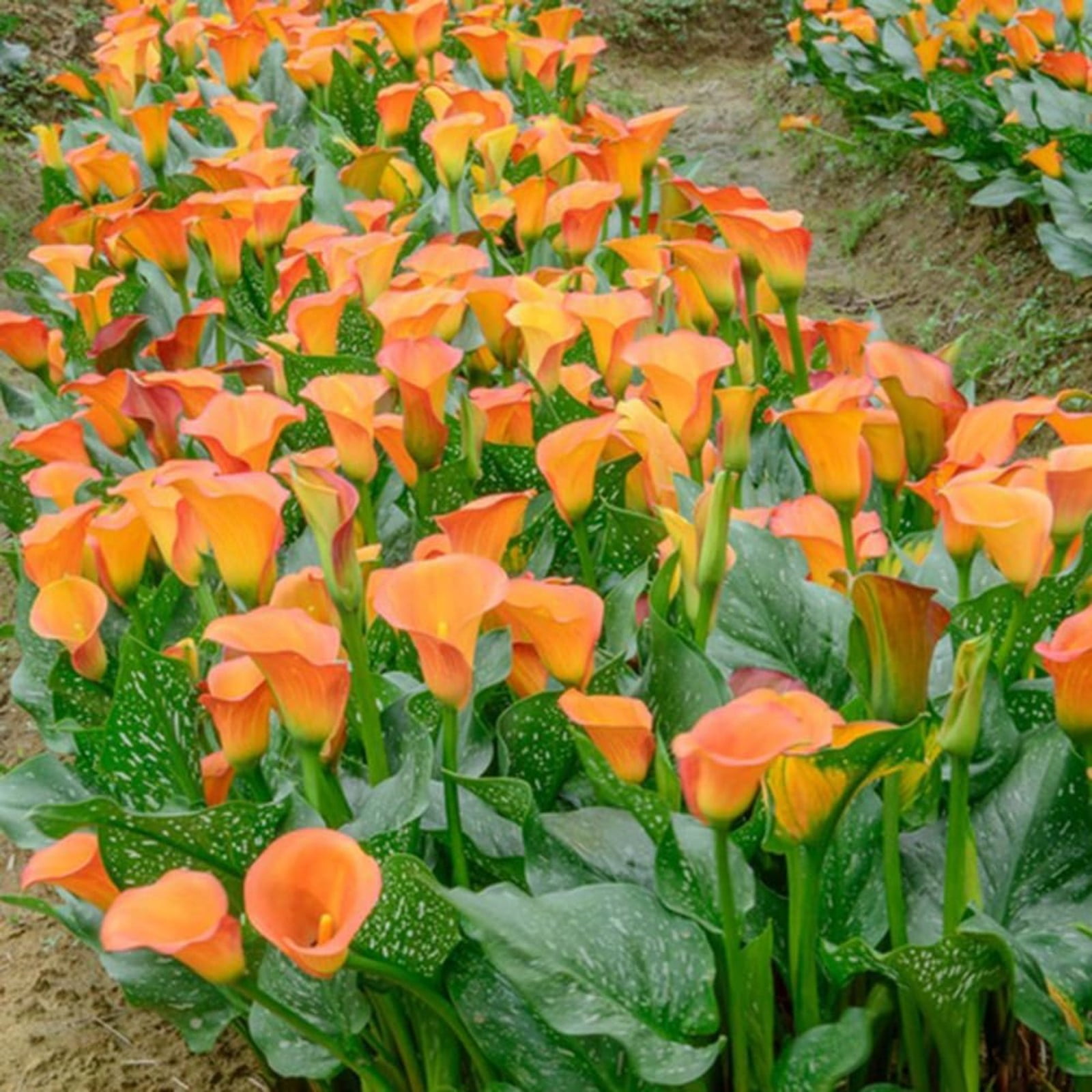 Calla Lilies Bulbs For Sale,Calla Lily Plants,Calla Lily Bulbs Plants