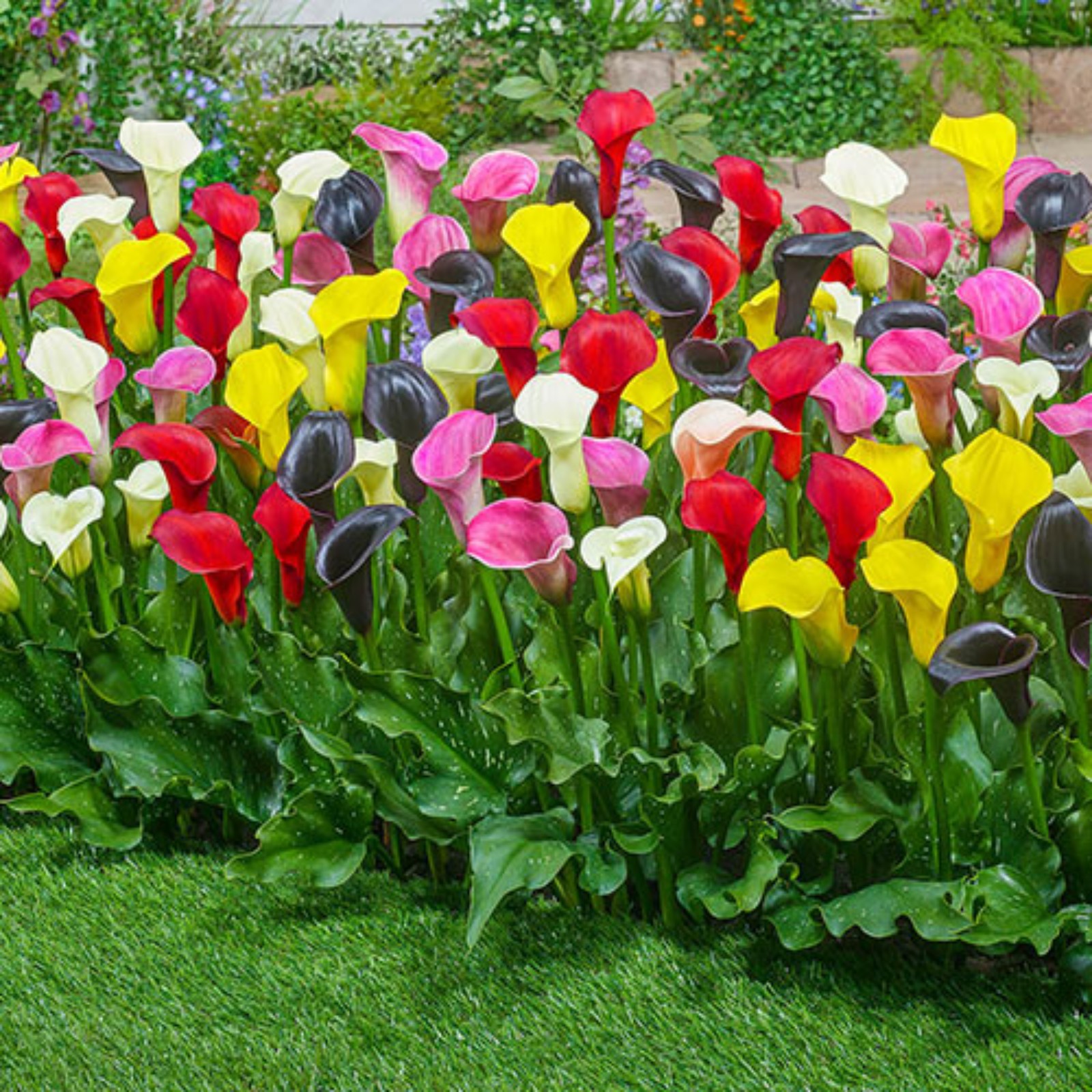 Calla Lilies Bulbs For Sale,Calla Lily Plants,Calla Lily Bulbs Plants