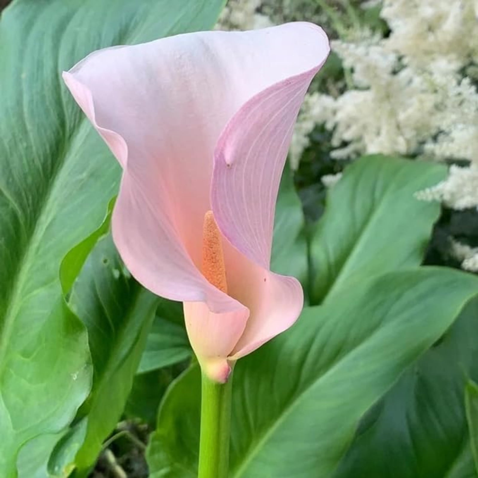Calla Lilies Bulbs For Sale,Calla Lily Plants,Calla Lily Bulbs Plants