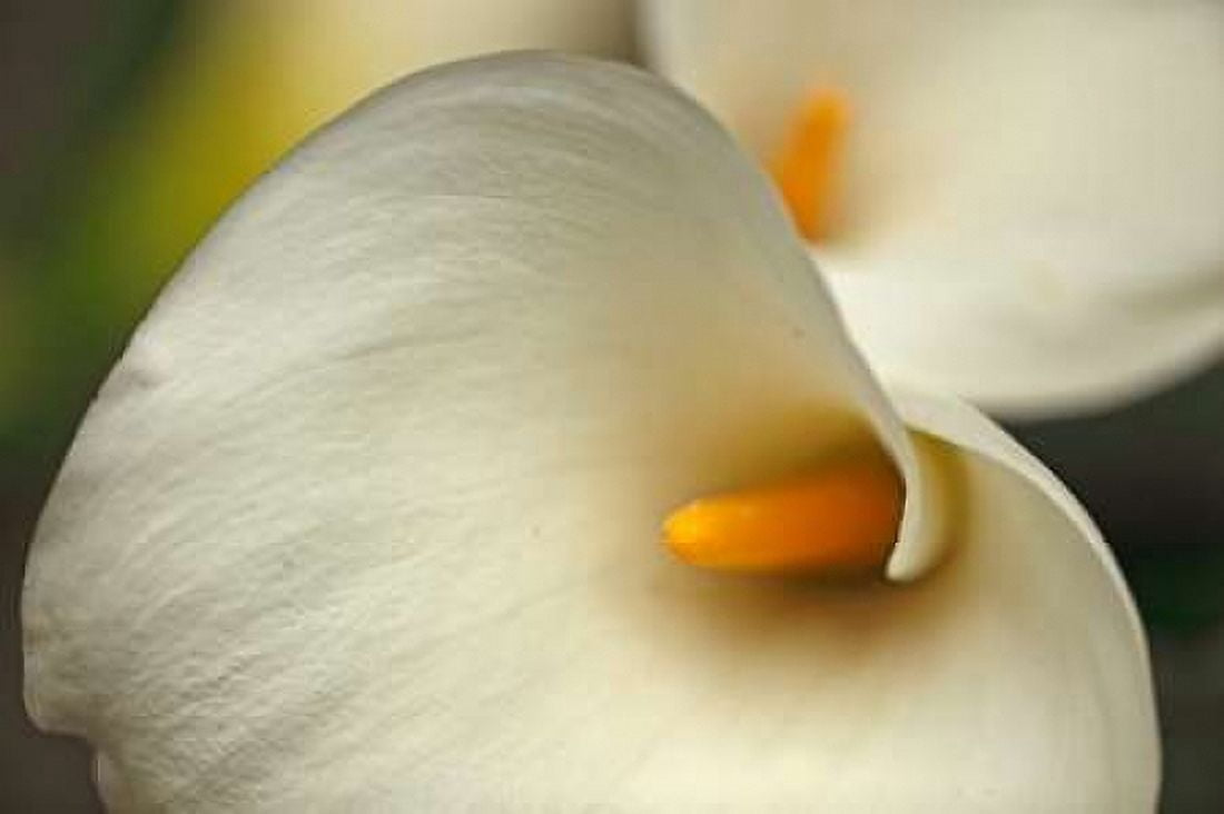 Calla Lilies I Canvas Art - Rita Crane (24 x 36)