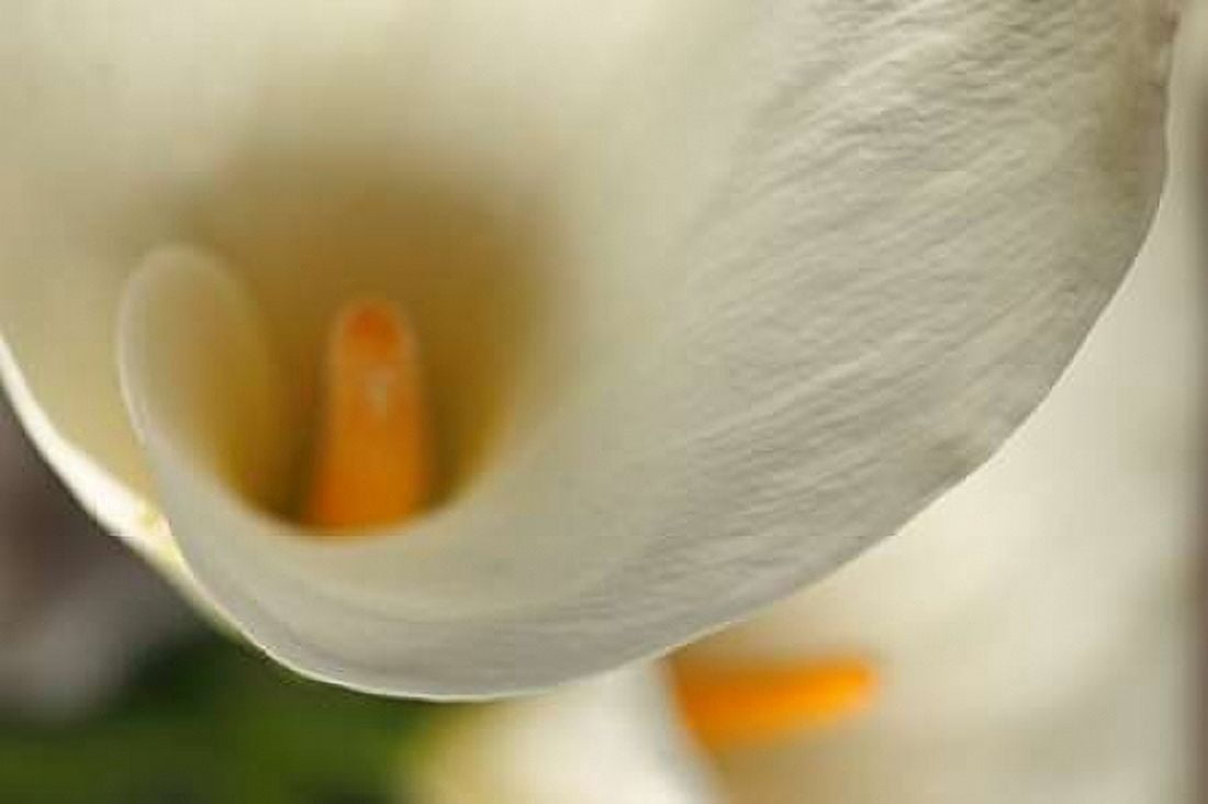 Calla Lilies II Canvas Art - Rita Crane (24 x 36)