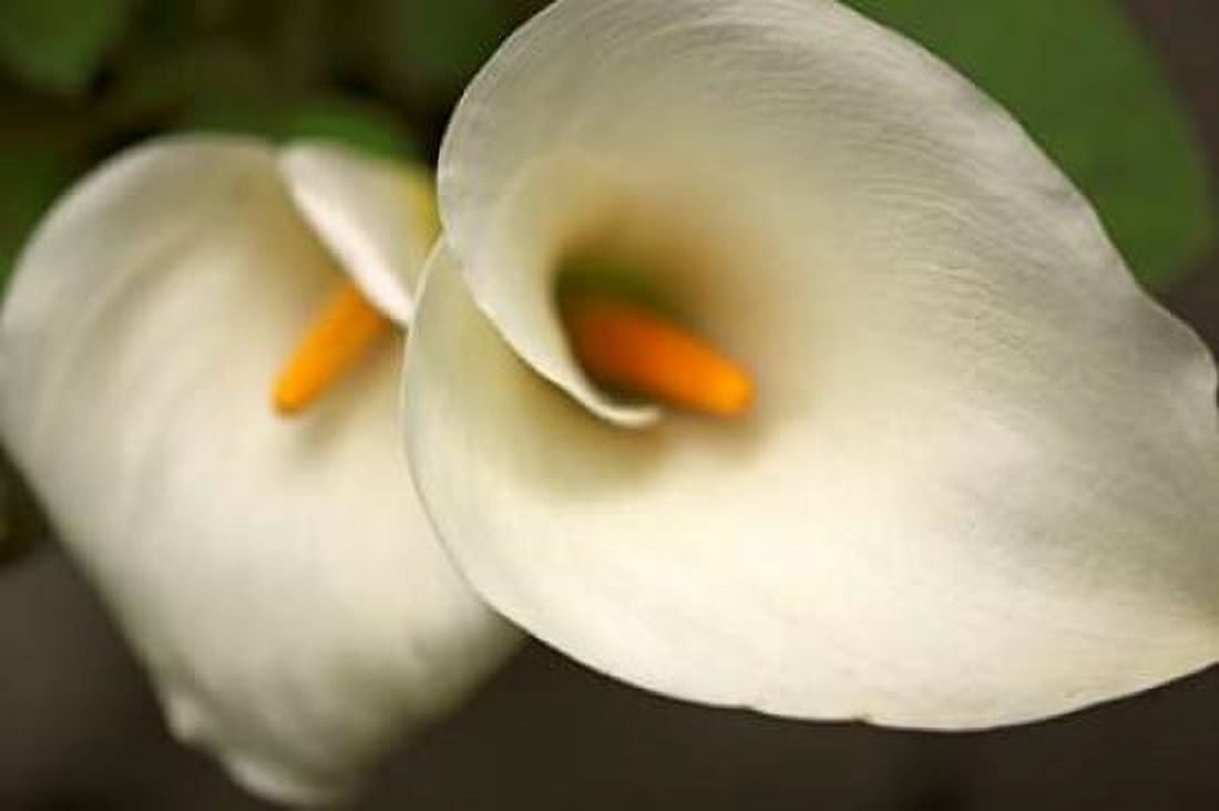 Calla Lilies III Canvas Art - Rita Crane (12 x 18)