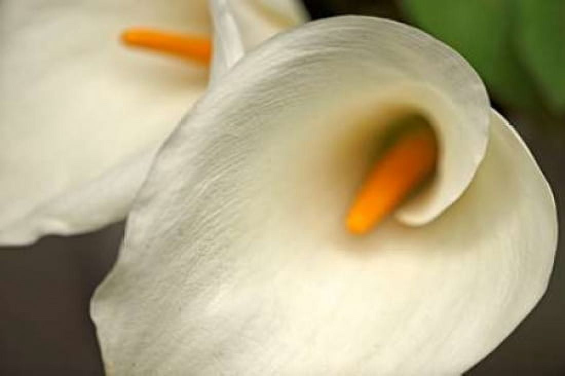 Calla Lilies IV Canvas Art - Rita Crane (12 x 18)