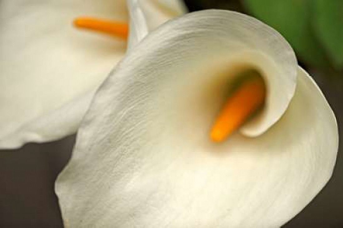 Calla Lilies IV Canvas Art - Rita Crane (24 x 36)