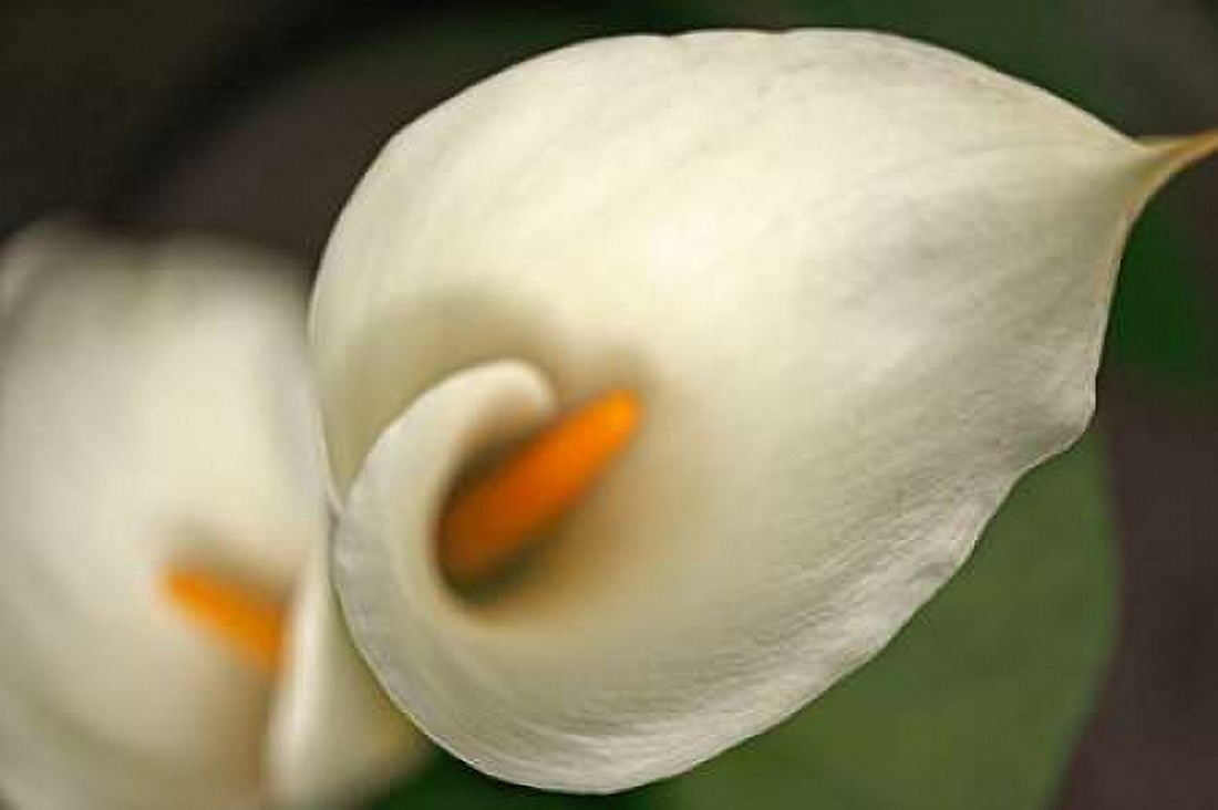 Calla Lilies V Canvas Art - Rita Crane (12 x 18)
