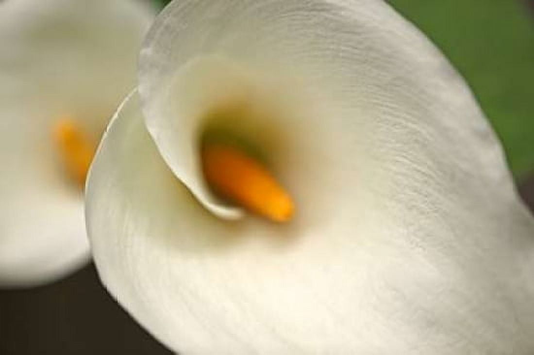 Calla Lilies VI Canvas Art - Rita Crane (12 x 18)